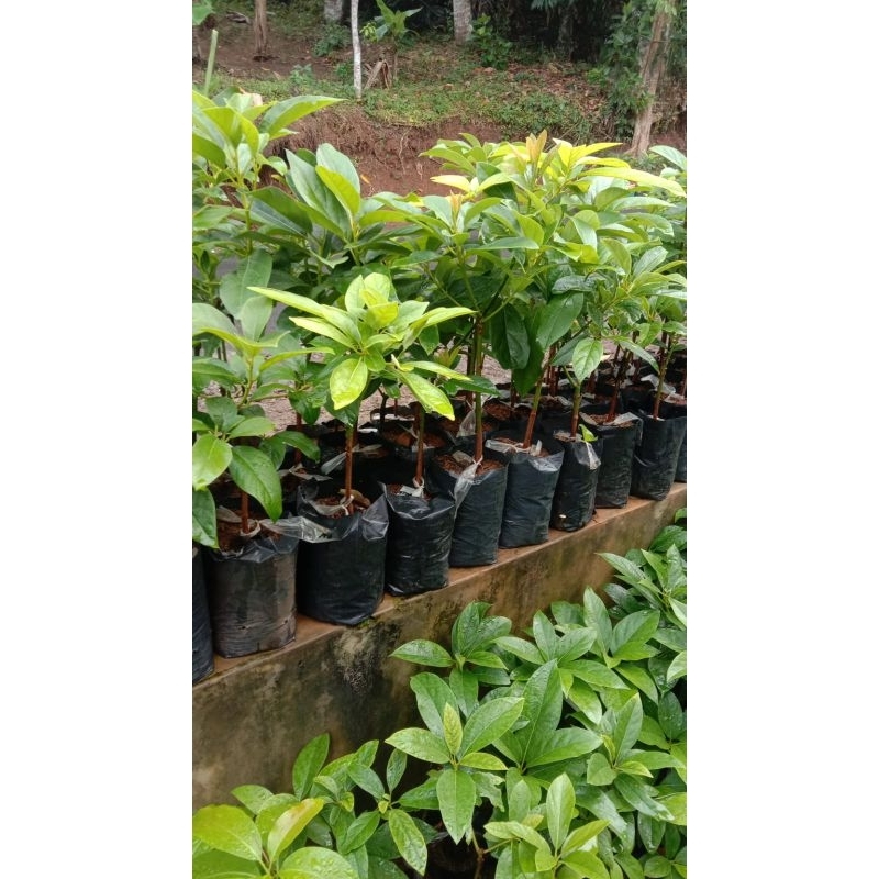 Bibit alpukat pluwang