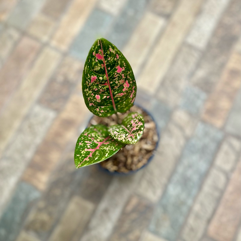 Aglaonema Ruby Fanta