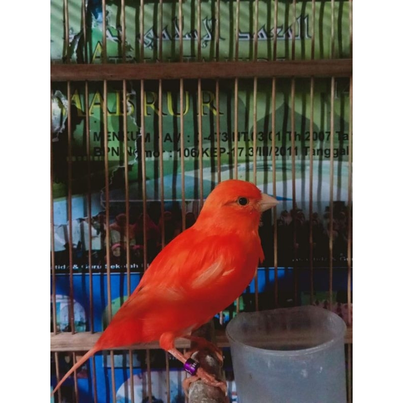 KENARI MERAH LOKAL (MERLOK) JAMIN JANTAN PAKAI RING