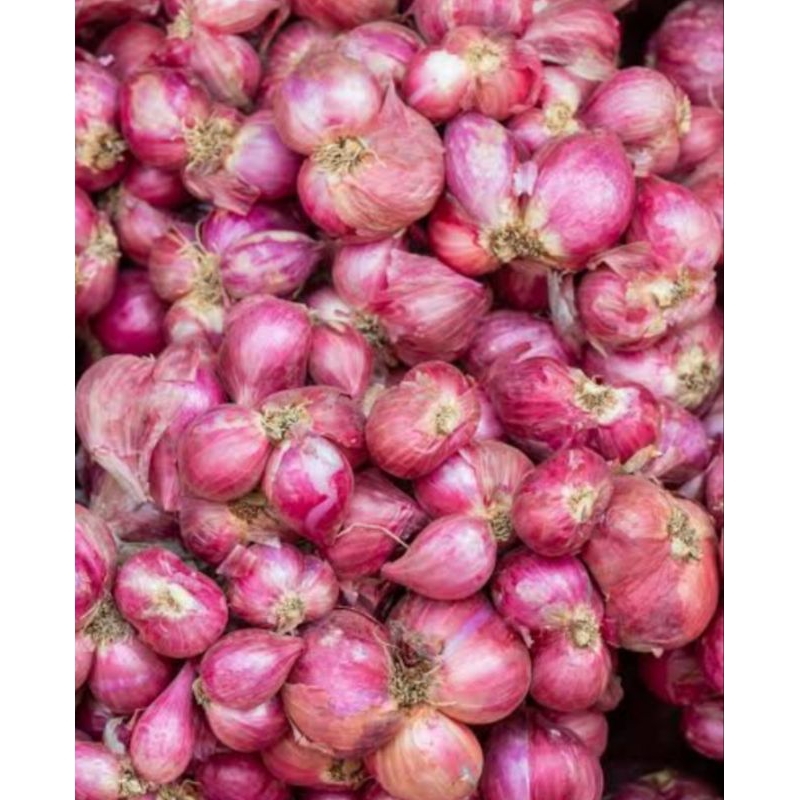 

Bawang Merah jumbo lato lato 1 kg