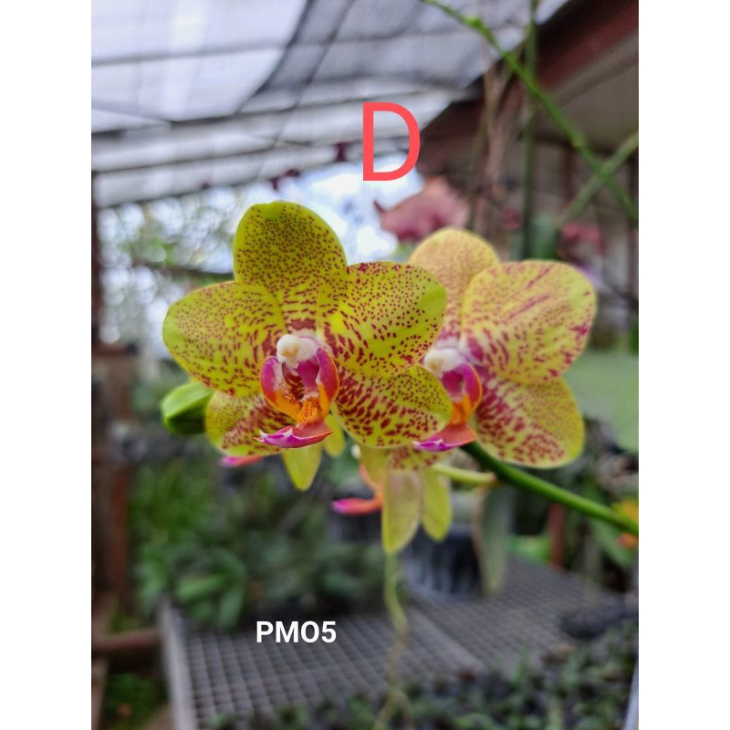 anggrek bulan seedling