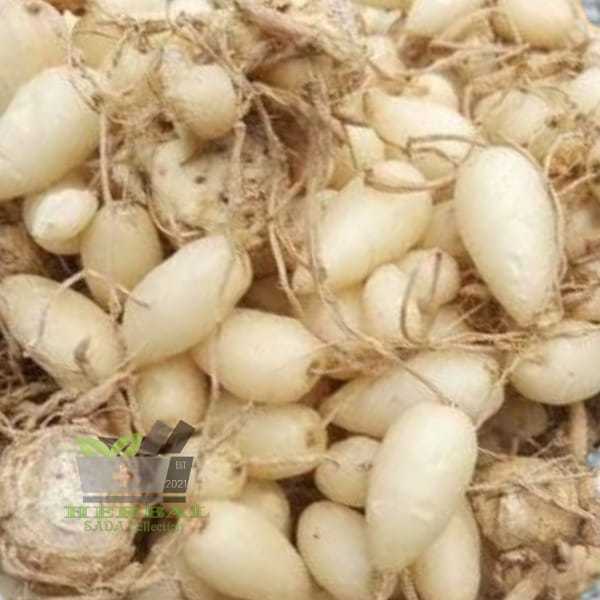 

Jual Kunir Kunyit Putih Temu Rapet Segar 1 kg