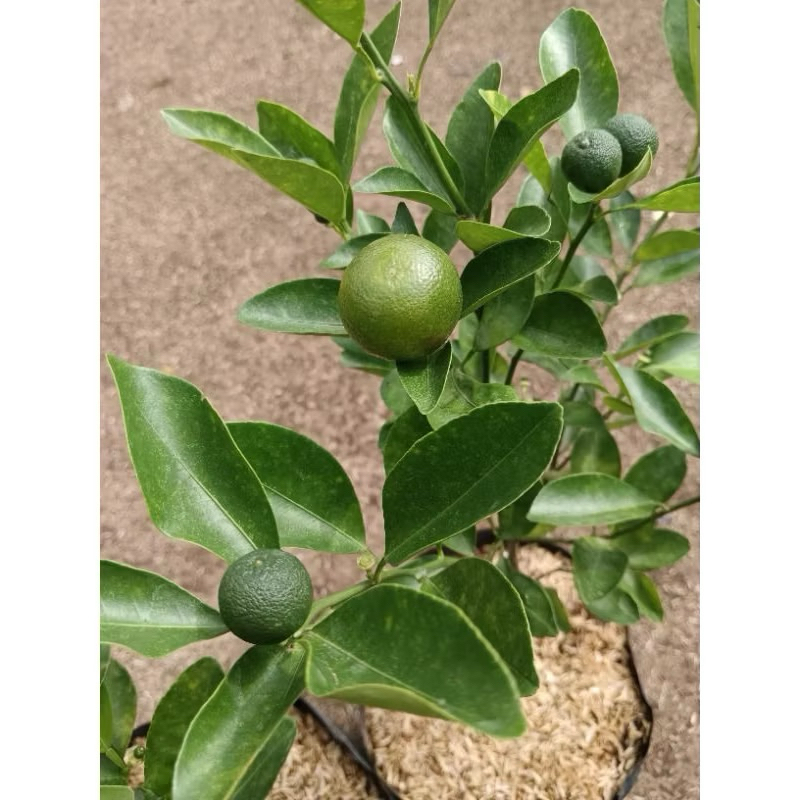 BIBIT JERUK KIP SUDAH BERBUAH/JERUK IMLEK SUDAH BERBUAH/JERUK LEMON CUI