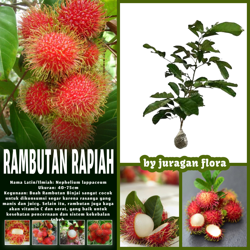 BIBIT TANAMAN RAMBUTAN  RAPIAH MANIS OKULASI / TANAMAN RAMBUTAN RAPIAH CEPAT BERBUAH / POHON RAMBUTA