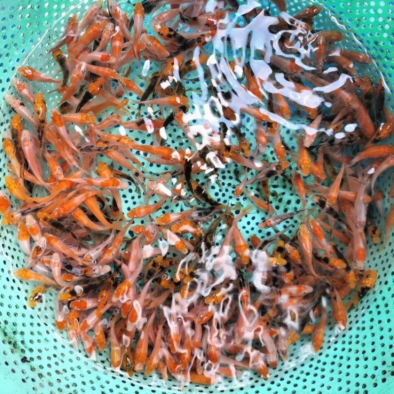 pakan/bibit ikan koi blitar size 3 cm
