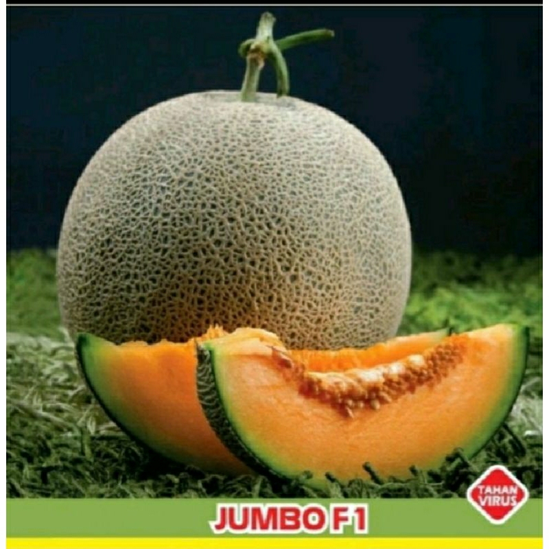 

promo 25biji melon madu f1