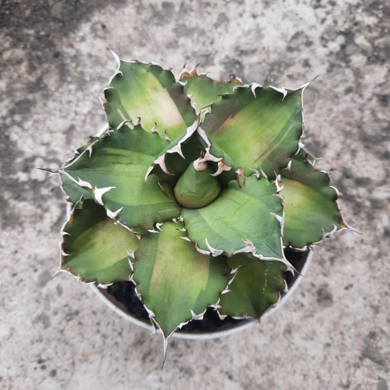Agave titanota "Solar Eclipse" size medium