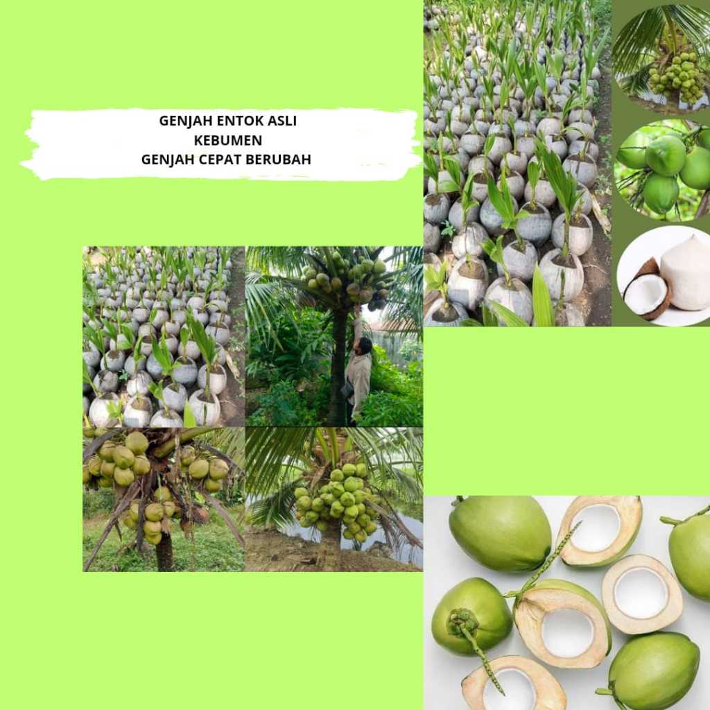 kelapaBibit kelapa pandan wangi medan,Bibit kelapa pandan wangi bersertifikat,Bibit kelapa pandan wa