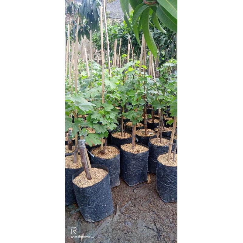 bibit tanaman buah anggur shine muscat