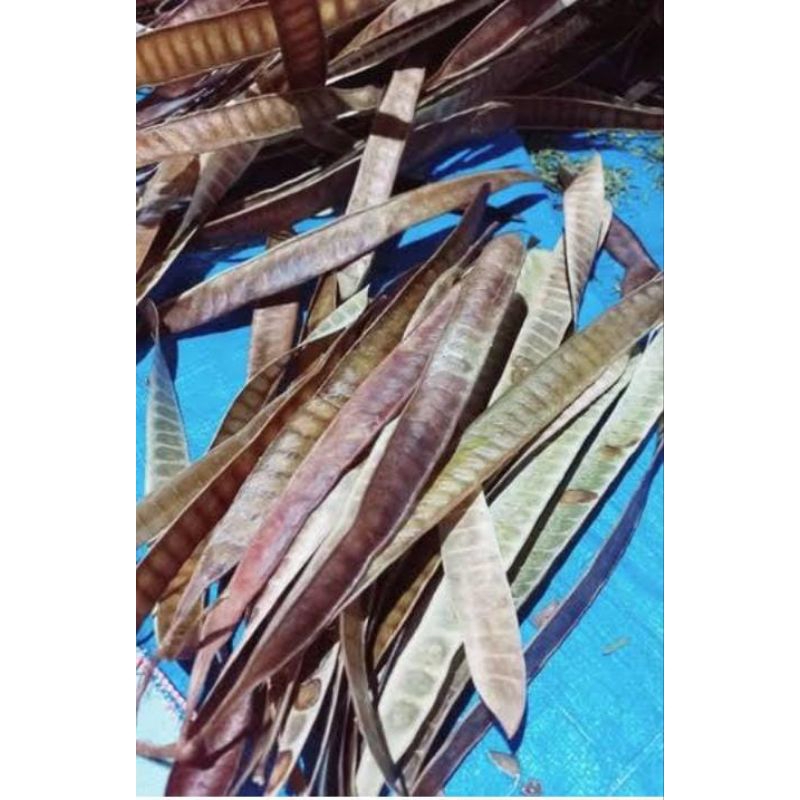 

Daun Petai Cina Lamtoro Kering 250 Gram Obat Herbal Tradisional Murah