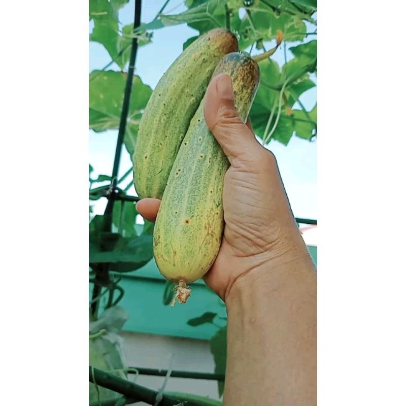 Benih mentimun padang isi 10