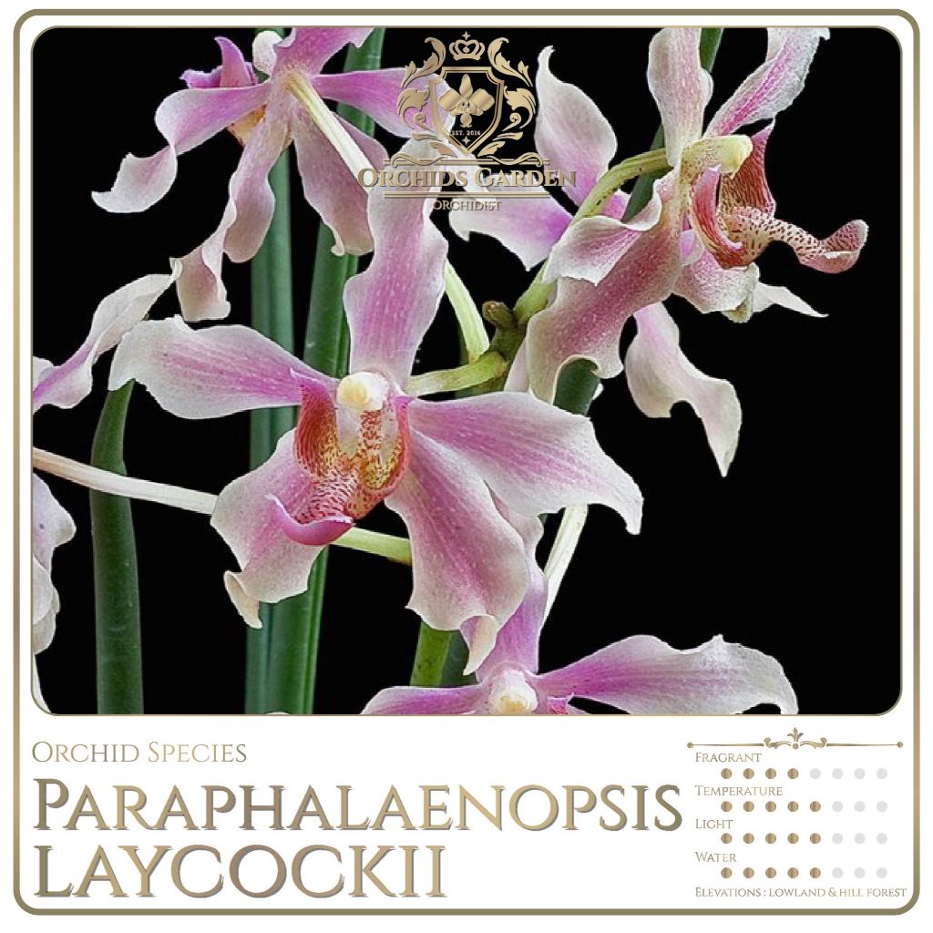 ORCHIDSGARDEN Paraphalaenopsis laycockii laycoki laycocki Anggrek KOLEKTOR Fragrant Orchid Anggrek S