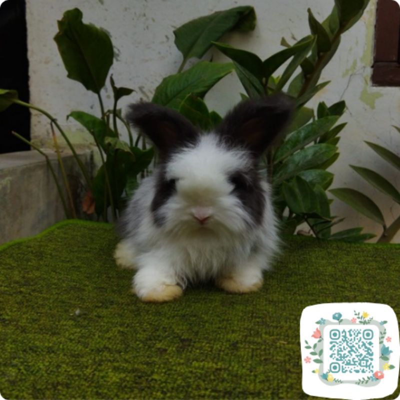 Kelinci English Anggora Totol