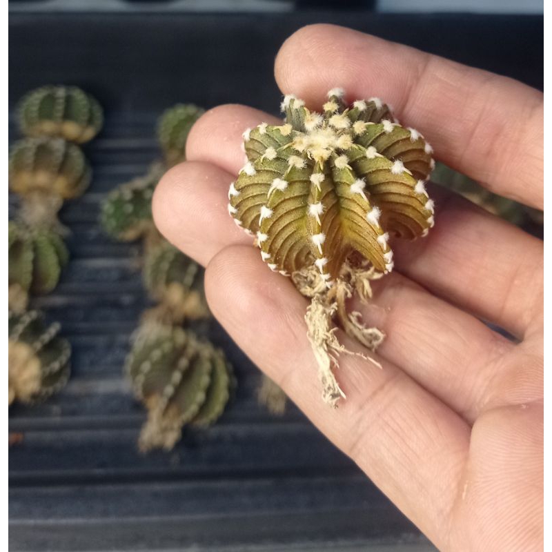 Kaktus LB Ori Seedling