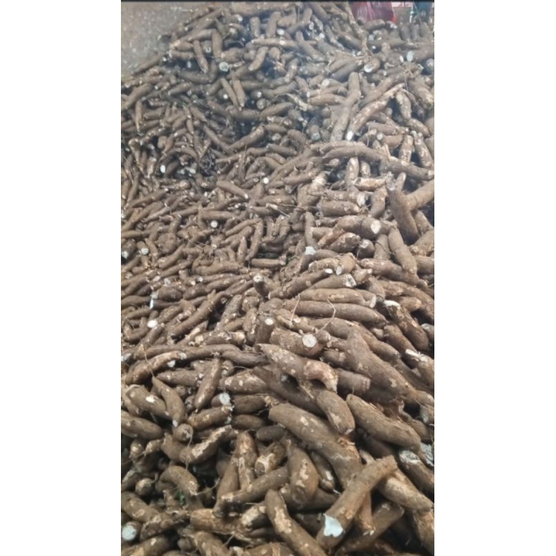 

Super Promo Singkong 2kg