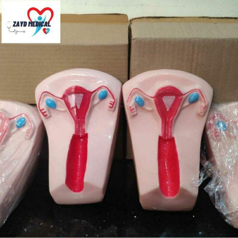 PHANTOM MANIKIN UTERUS/ MANIKIN MODEL UTERUS