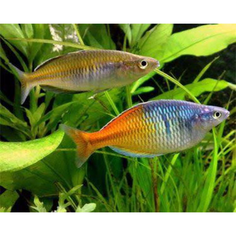 ikan rainbow boesemani 5cm jantan top quality