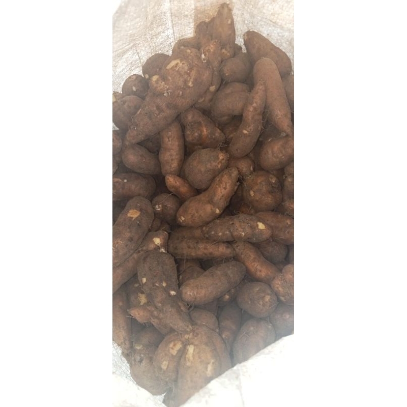 Kentang Kelici/Kentang Hitam/Kentang Jenggot