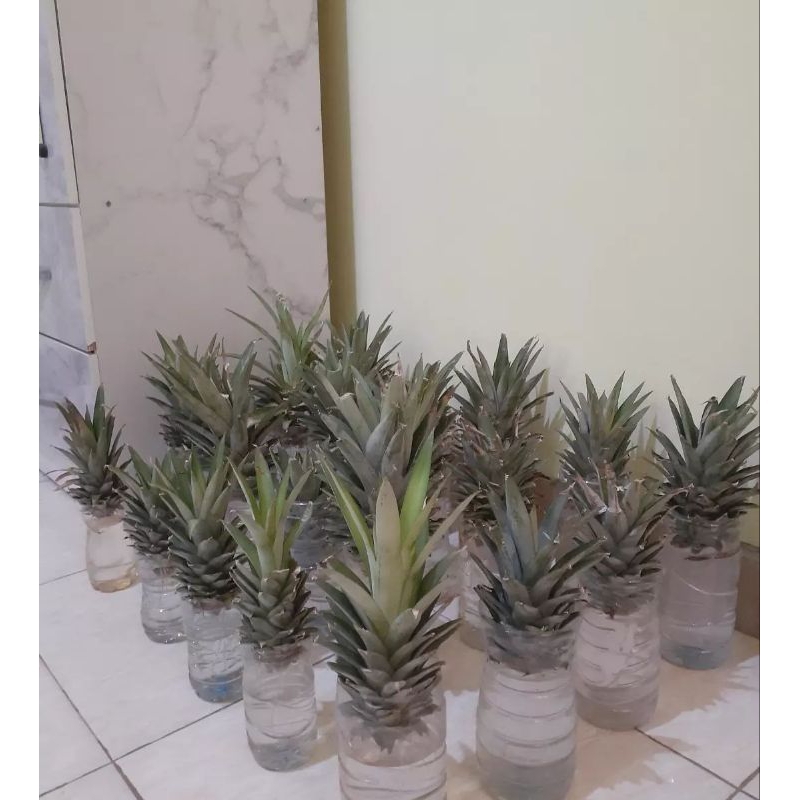 new bibit nanas madu jumbo ( daun tanpa duri ) nanas madu nanas lokal