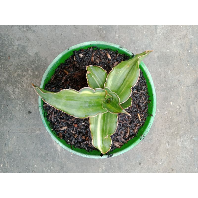 Sansivera Arborecent Varigata