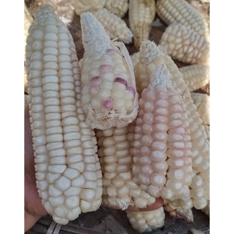 

AMPOK GERIT JAGUNG, CORN RICE PUTIH & KUNING