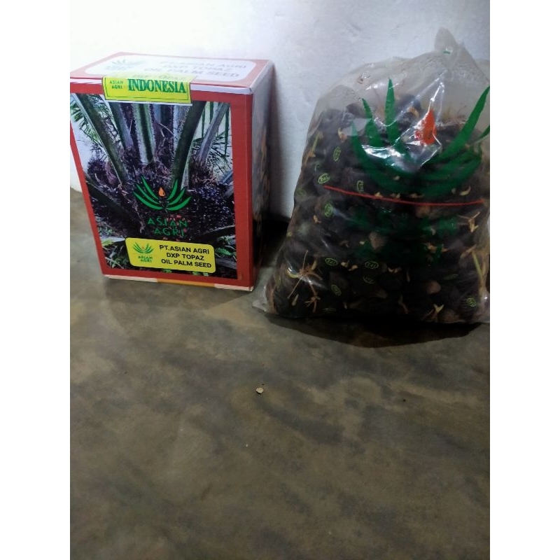 benih kecambah kelapa sawit topaz