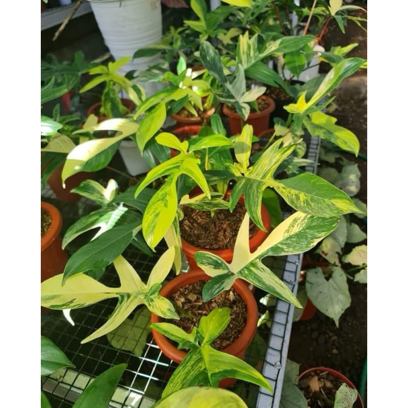 Tanaman Hias Philodendron Florida Beauty Varigata - Florida Beauty Varigata