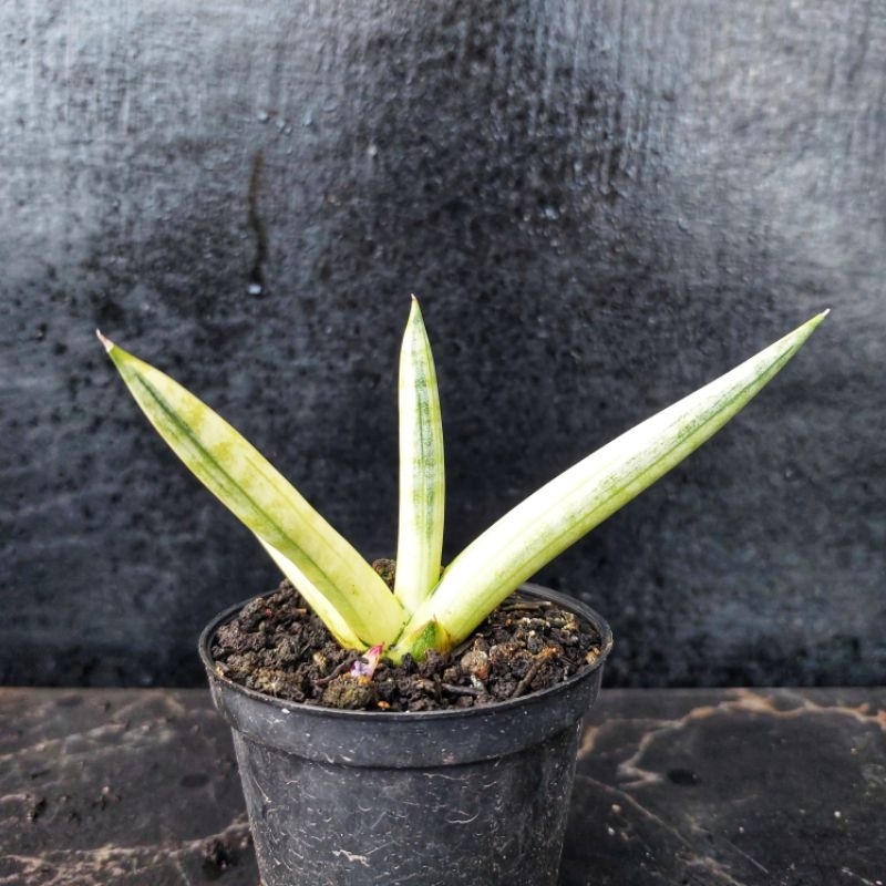 Sansivera Boncel Varigata