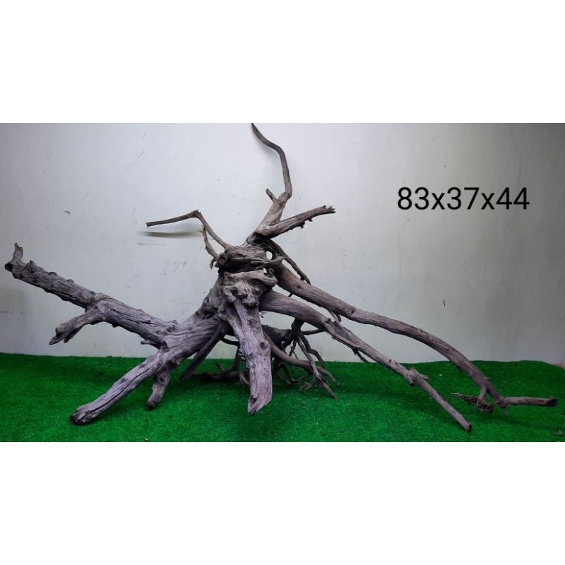 Bonggol Kayu Santigi Laut - Kayu Tenggelam - Aquascape - Aquarium - Taman - 83x37x44 A3