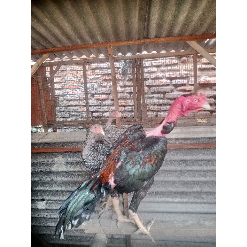 

Telur Ayam Saigon fertil