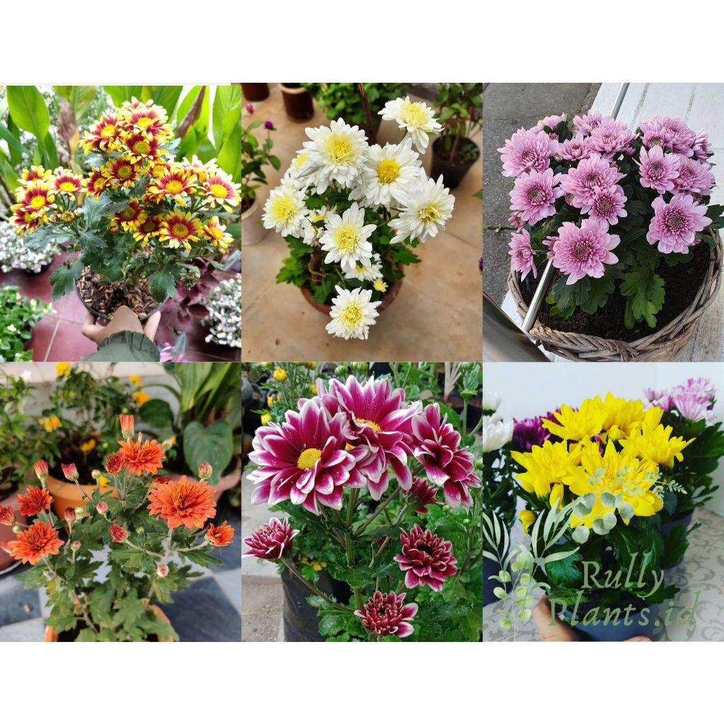 PAKET 6 WARNA 6 POHON TANAMAN HIDUP BUNGA KRISAN ASTER GRADE A COD TANAMAN HIAS HIDUP BUNGA ASLI AST