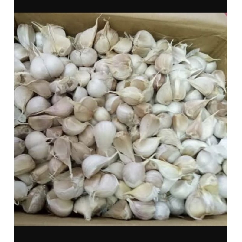 

bawang kating bersih baru