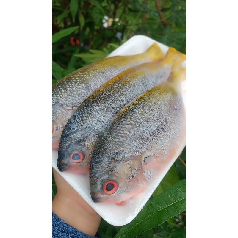 

[SUDAH DISIANG] Ikan Singapur Singapore Ekor Kuning Segar Sudah Bersih Siap Masak Lauk Pontianak