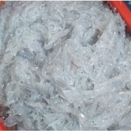 

SIAP KIRIM Teri Nasi Segar Fresh cocok untuk MPASI | 200gram