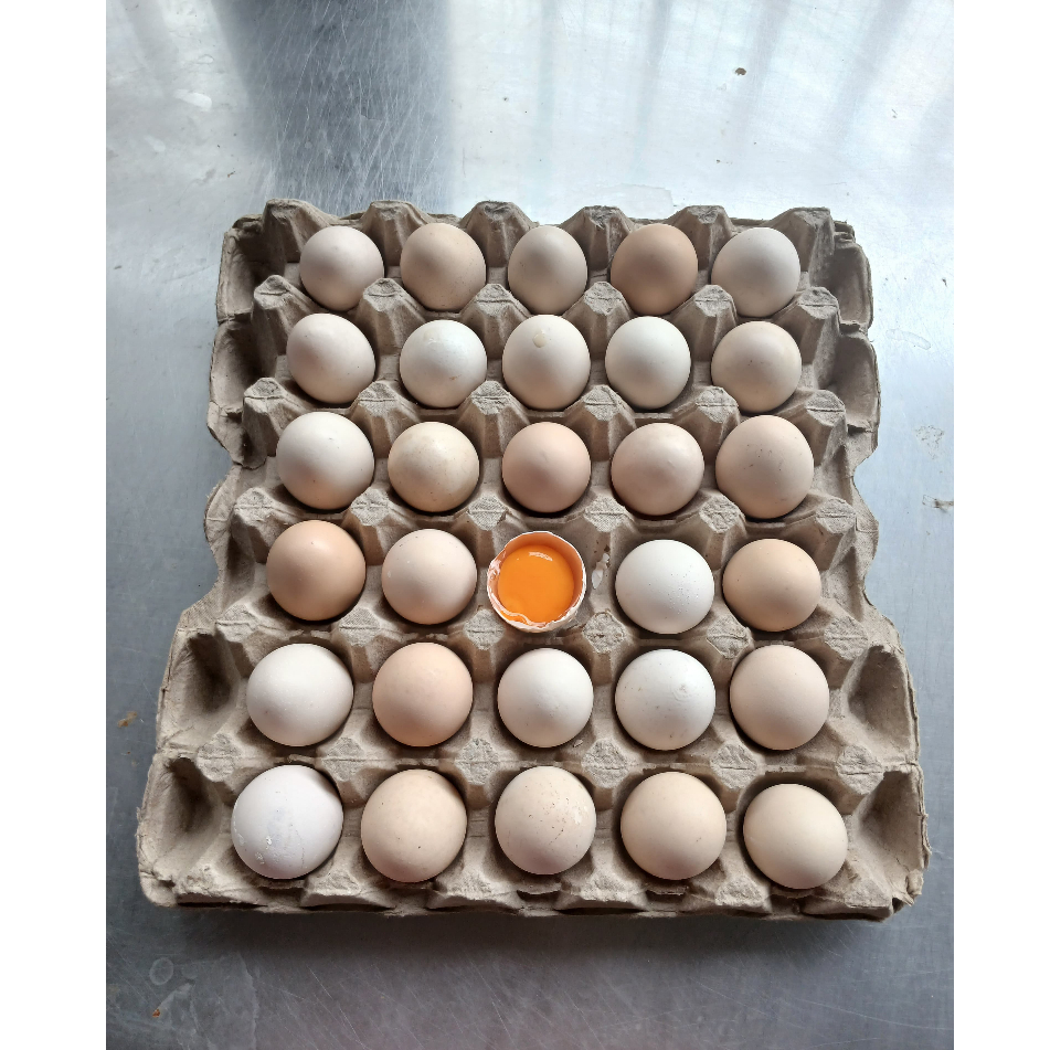 

Telor ayam kampung omega jual per butir/telor ayam kampung omega asli/telor ayam kampung omega premium/ayam kampung asli