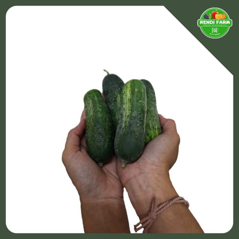 

Timun Gherkin baby /Timun Acar Jerman 500gr/1kg