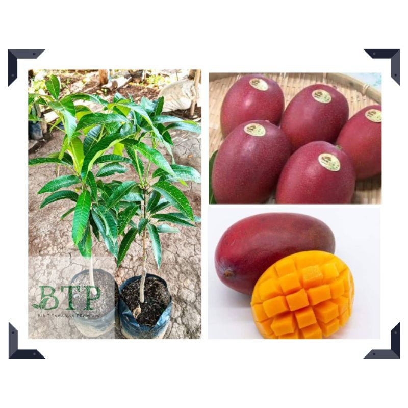 Bibit Mangga Miyazaki