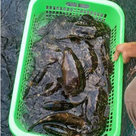 Ikan Kerapu Hidup Segar / Ikan Kerapu Macan Hidup Segar