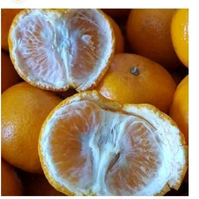 

bibit jeruk Sunkist baby Java berbuah