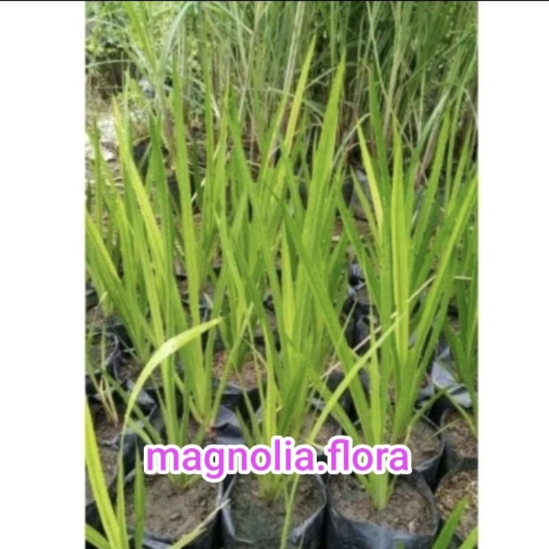 Acorus Calamus L / dlingo dlingu bawang anti sawan/ bibit tanaman hias bunga obat toga herbal