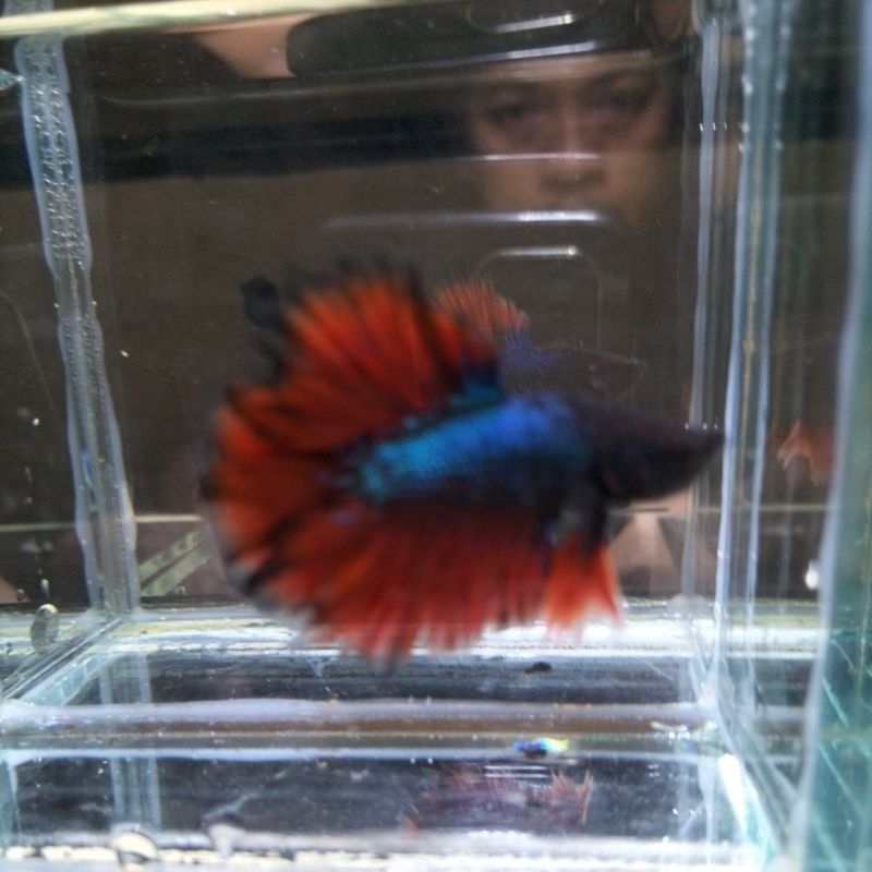 halfmoon king rosetail