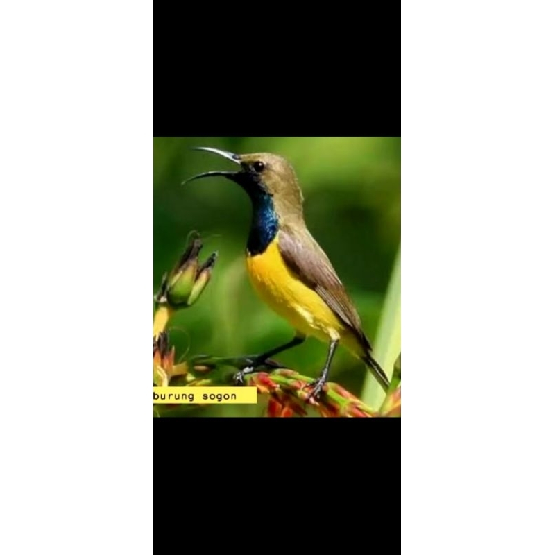 Burung sogon metalik trotol rawatan khusus Gojek/grab