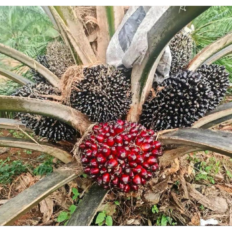 benih bibit polong sawit TENERA GOLDEN