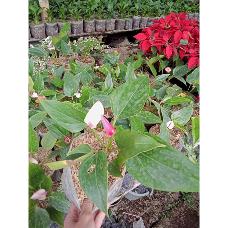 tanaman Sepatu Film Pink Fanta