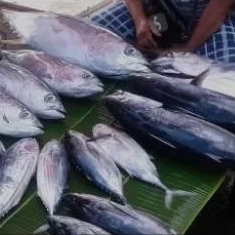 

ikan cakalang bersih sdh dipotong2 atw utuh. pesnan pagi hari