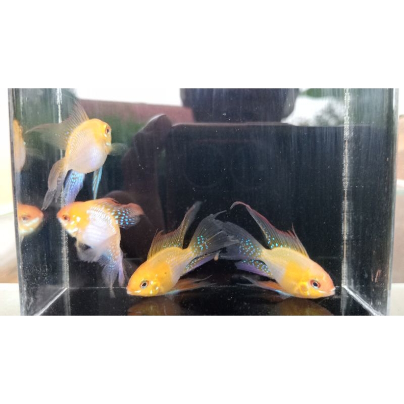 

golden lemon elektrik Selayer