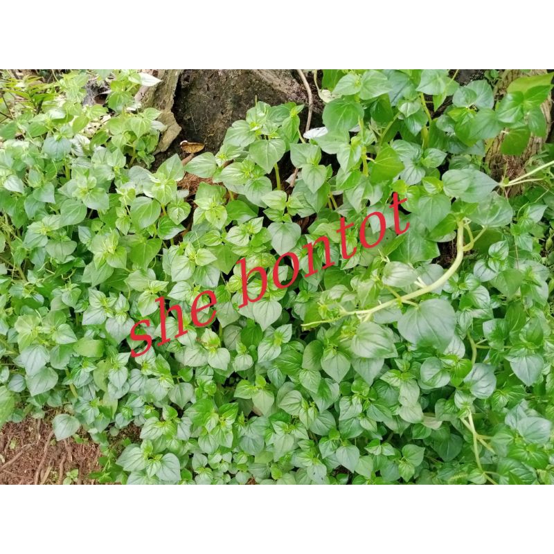 

sirih cina 500 gram segar