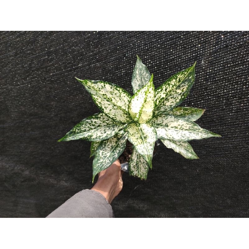 Aglaonema Snow White