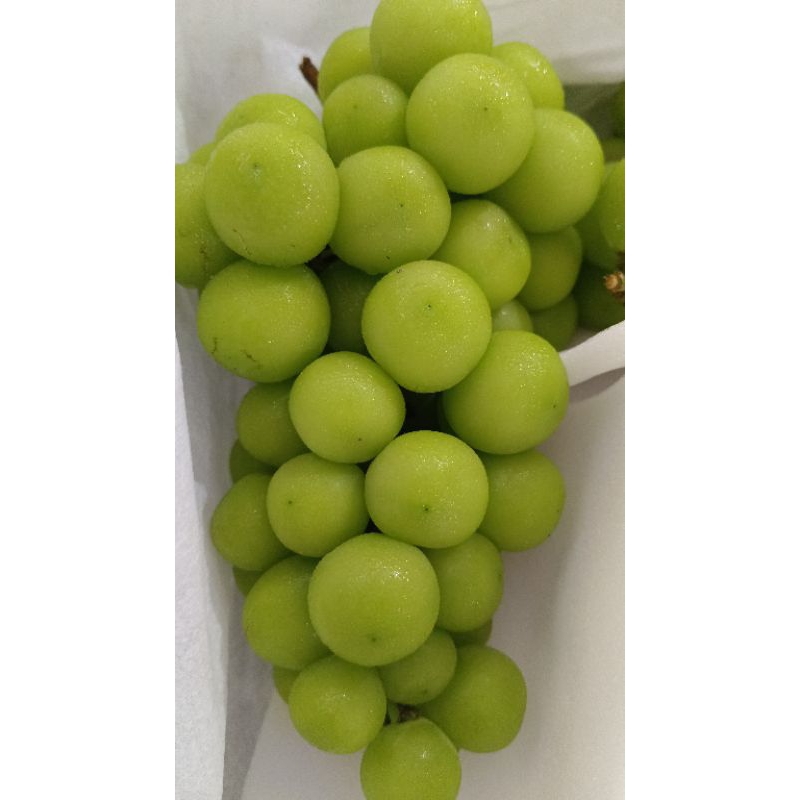 

Anggur Hijau Muscat