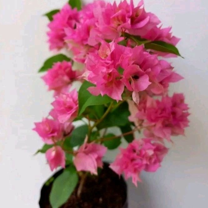 Bougenville Berbunga Hawai Pink